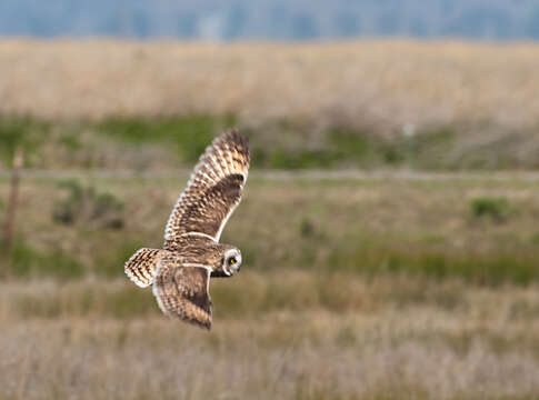 Image de Hibou des marais