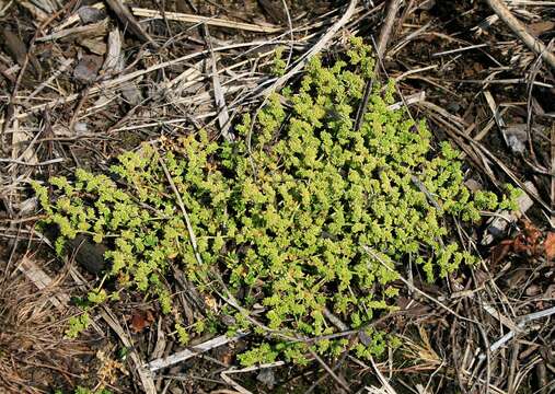 Image of smooth rupturewort