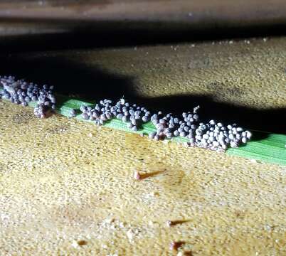 Image of Ashen Slime Mold