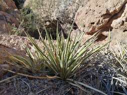 Imagem de Agave felgeri Gentry