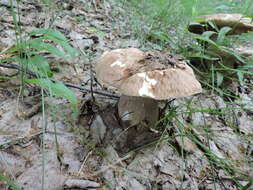 Image of summer cep