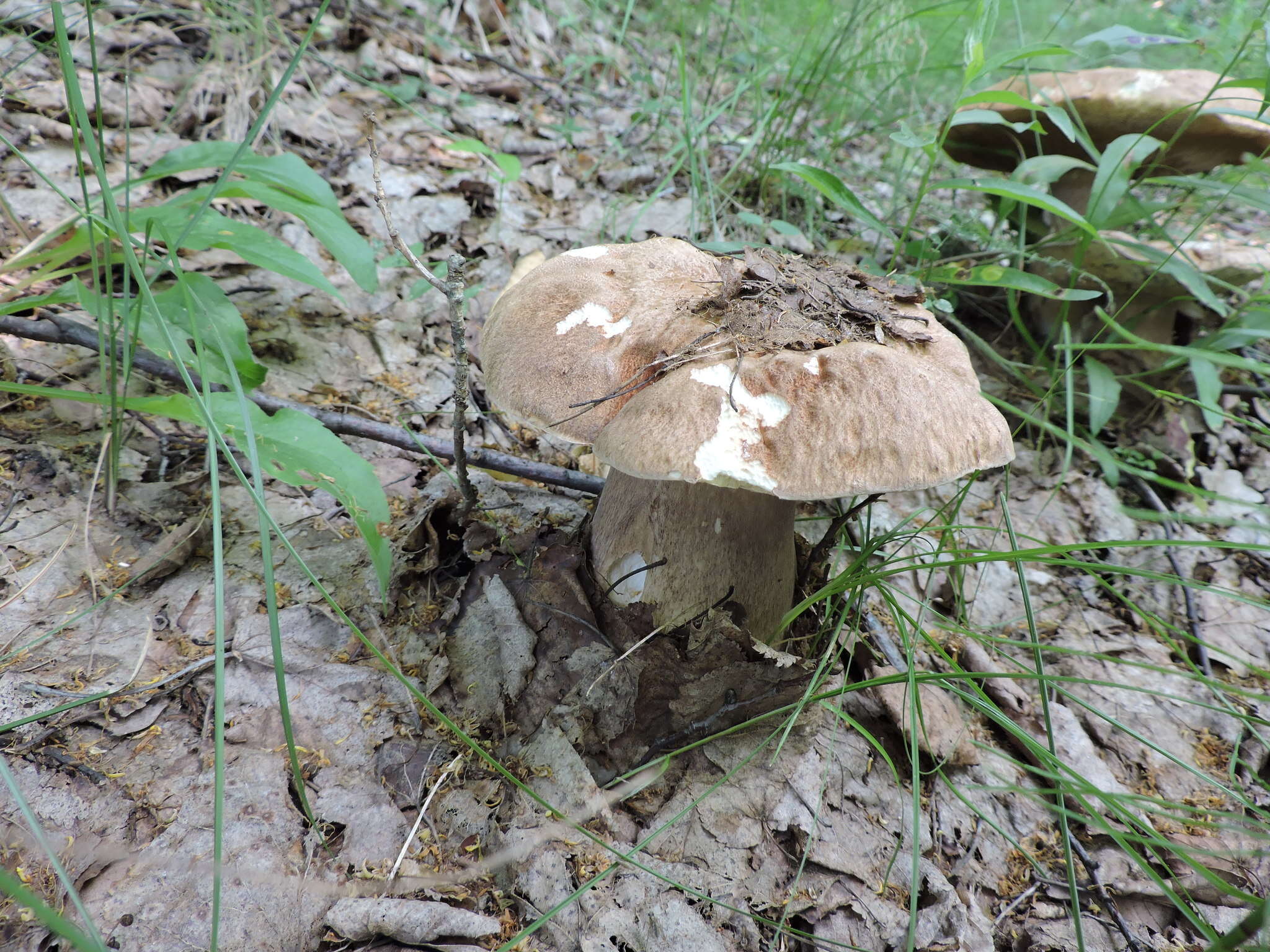 Слика од Boletus reticulatus Schaeff. 1774