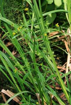 Image of cursed buttercup