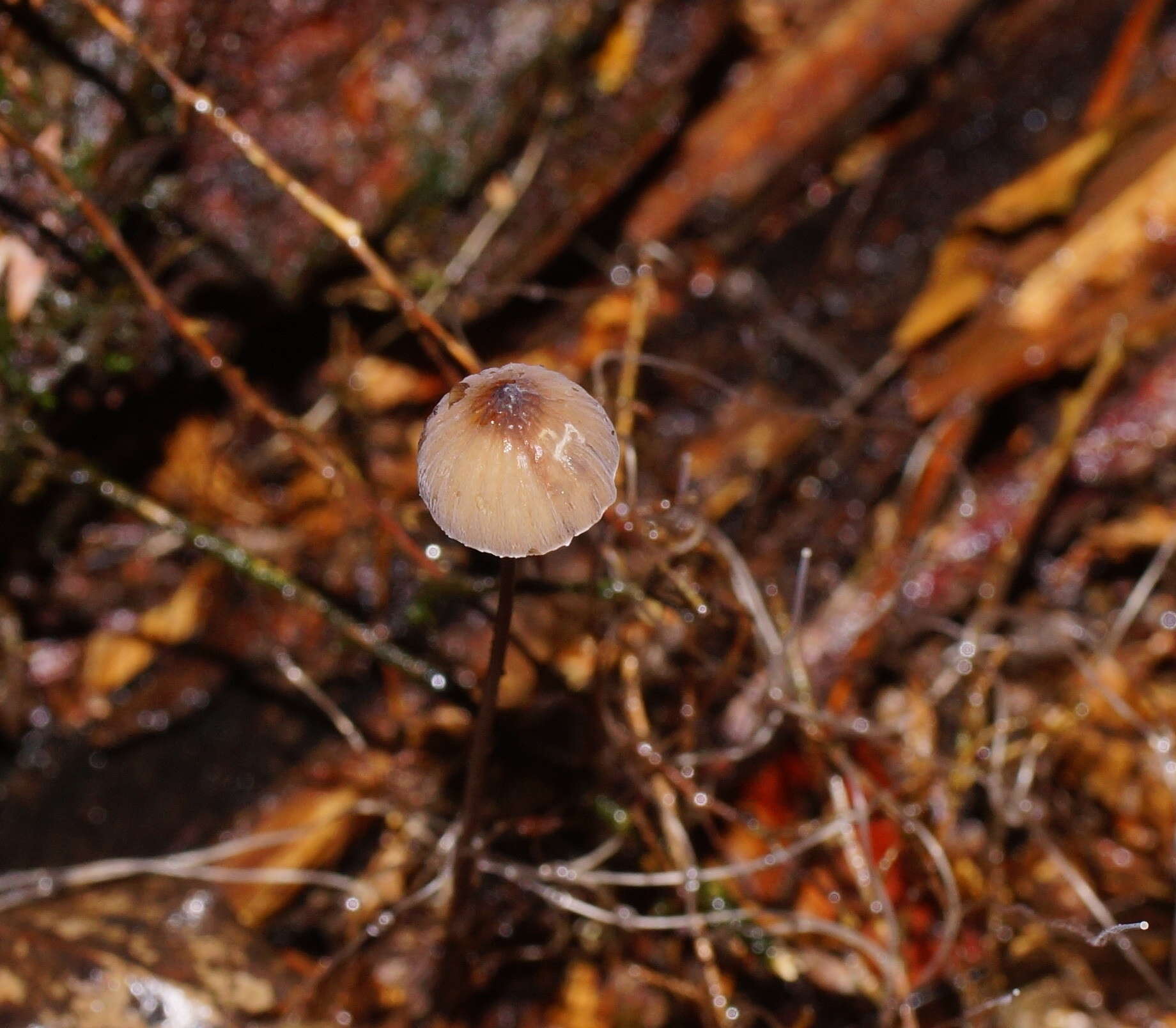 Image of Mycena cystidiosa (G. Stev.) E. Horak 1971