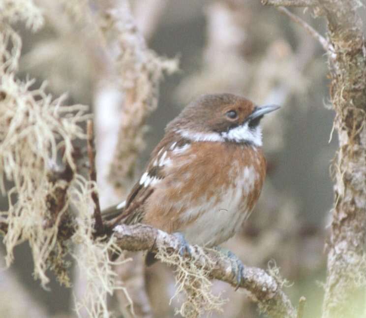 Image of Hawai`i `Elepaio