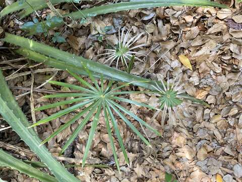 Image de Coccothrinax alta (O. F. Cook) Becc.