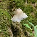 Слика од Coprinopsis insignis (Peck) Redhead, Vilgalys & Moncalvo 2001