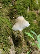 Image of Coprinopsis insignis (Peck) Redhead, Vilgalys & Moncalvo 2001