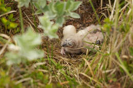 Image de Hibou des marais