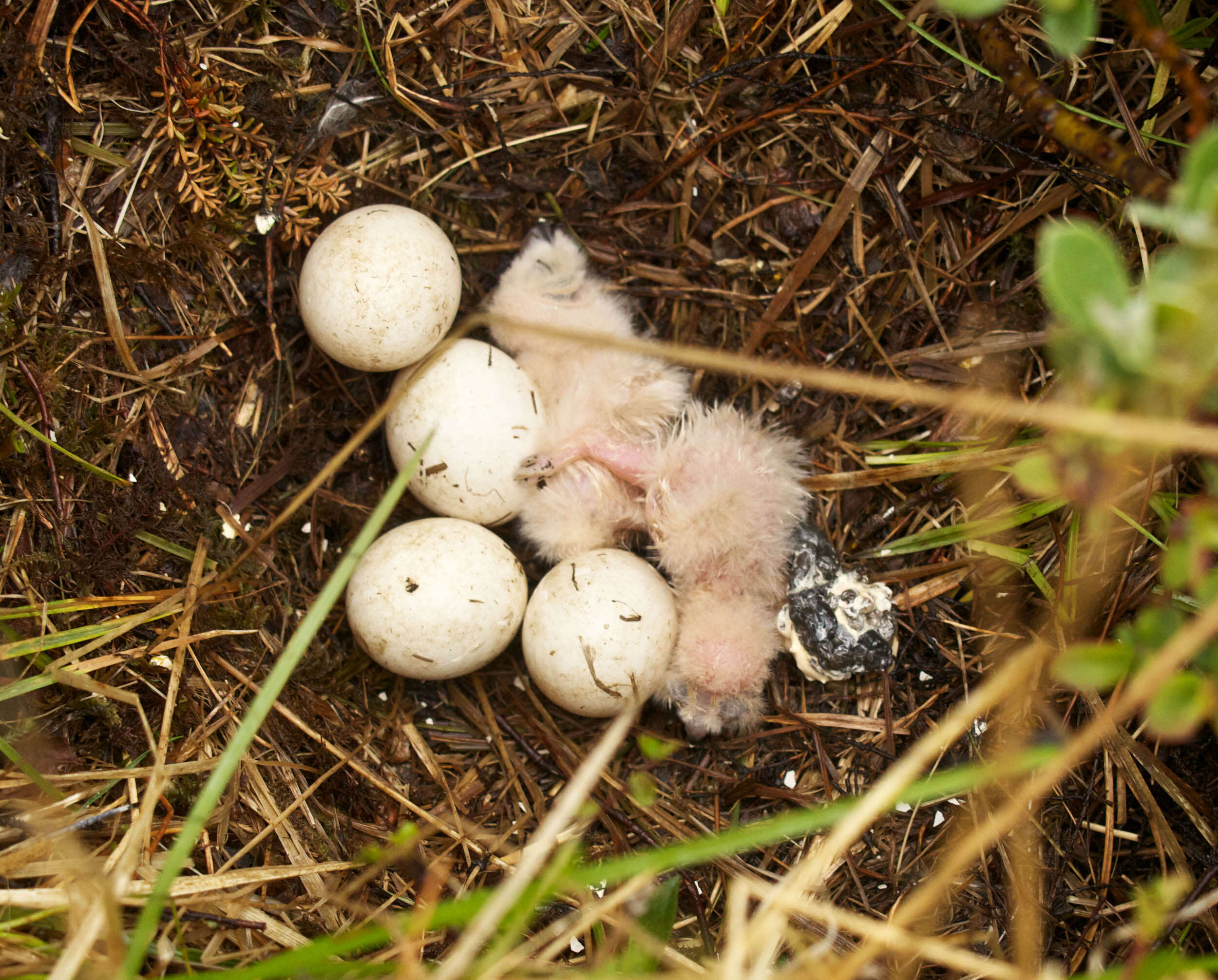 Image de Hibou des marais