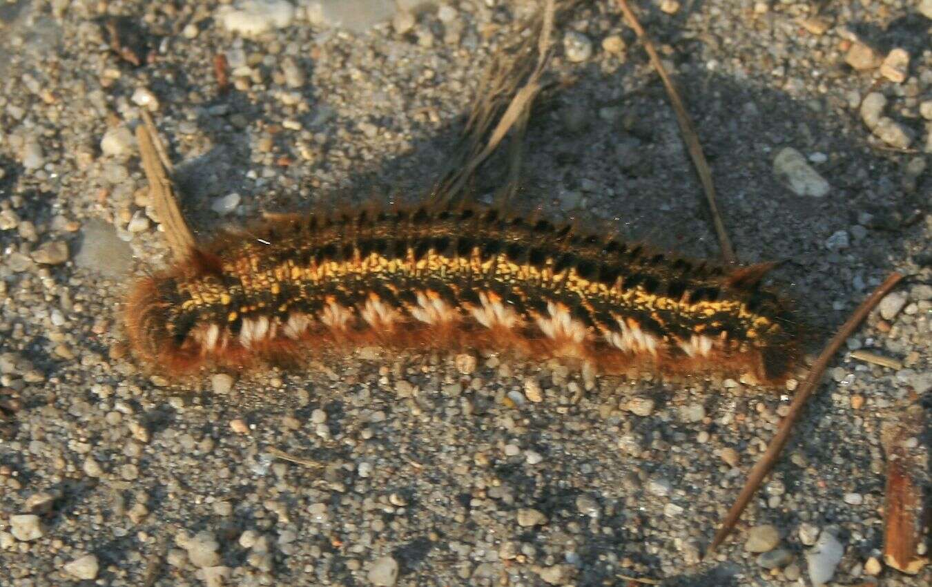 Слика од Euthrix potatoria Linnaeus 1758