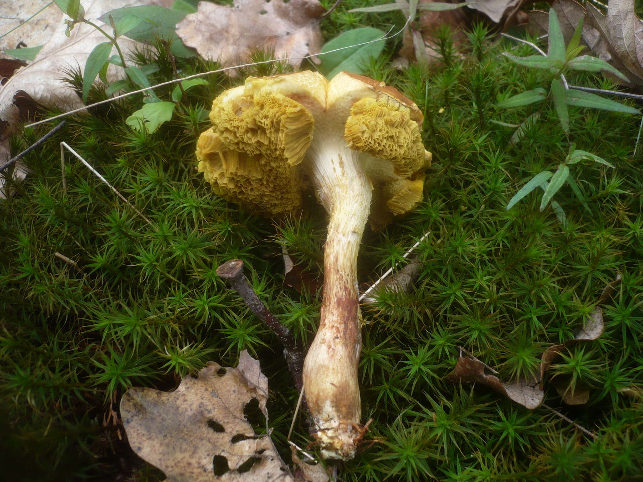 Image of Boletus subtomentosus L. 1753