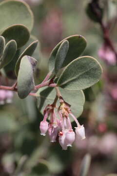 Image of hoary manzanita