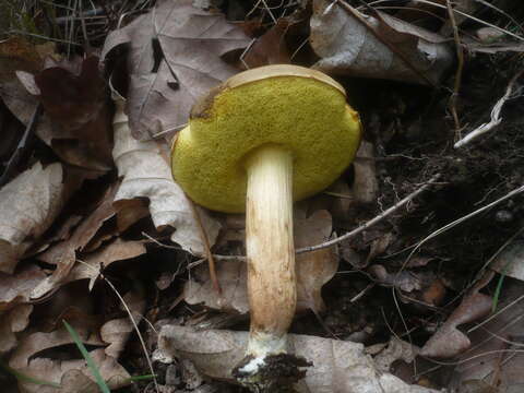 Image of Boletus subtomentosus L. 1753