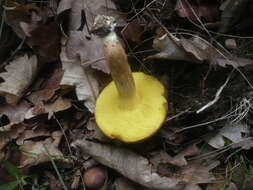 Image of Boletus subtomentosus L. 1753