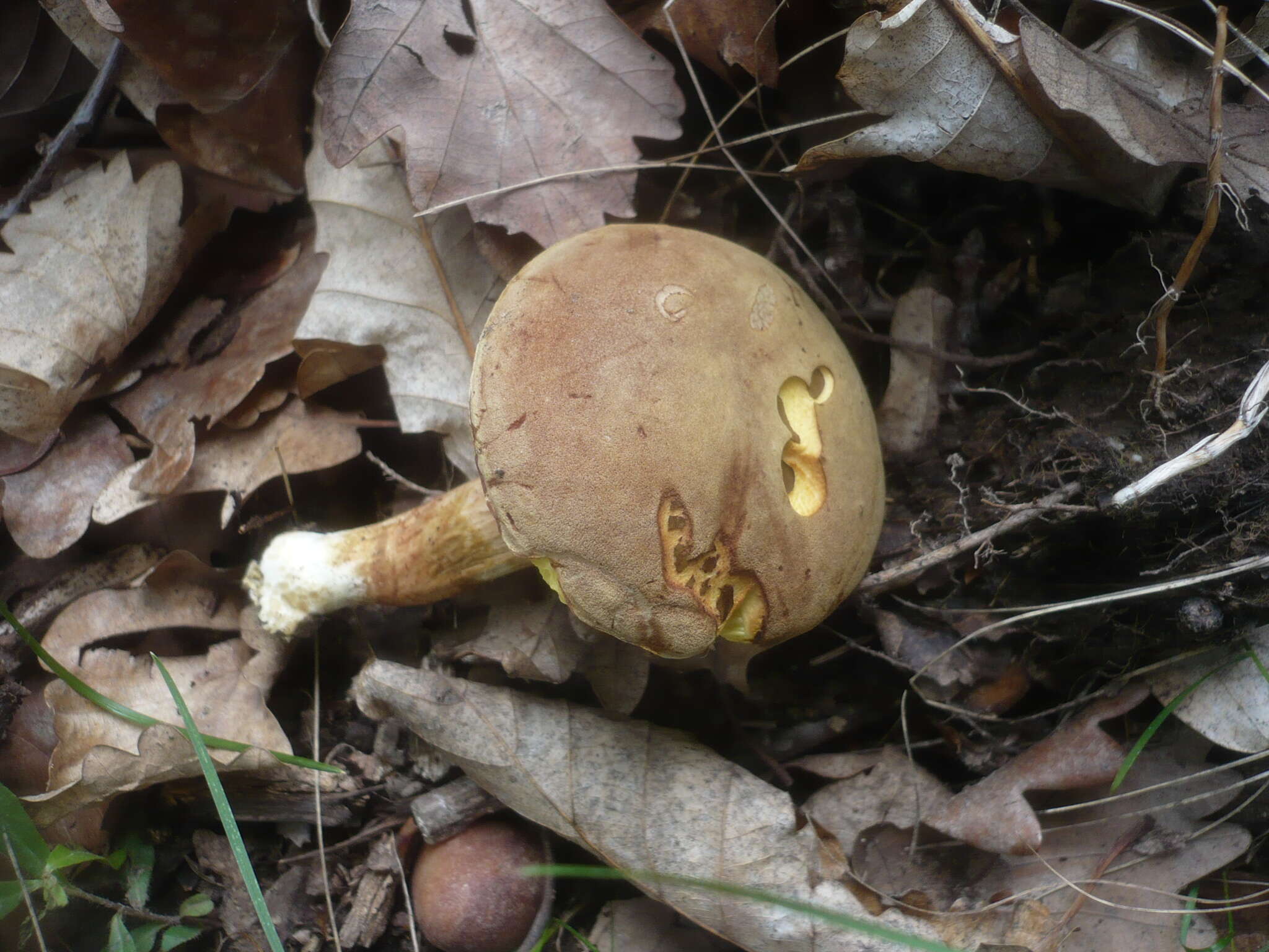 Image of Boletus subtomentosus L. 1753