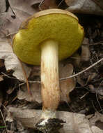 Image of Boletus subtomentosus L. 1753