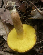 Image of Boletus subtomentosus L. 1753