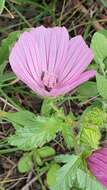 Image of Malope malacoides L.