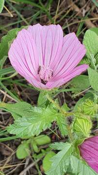 Image of Malope malacoides L.