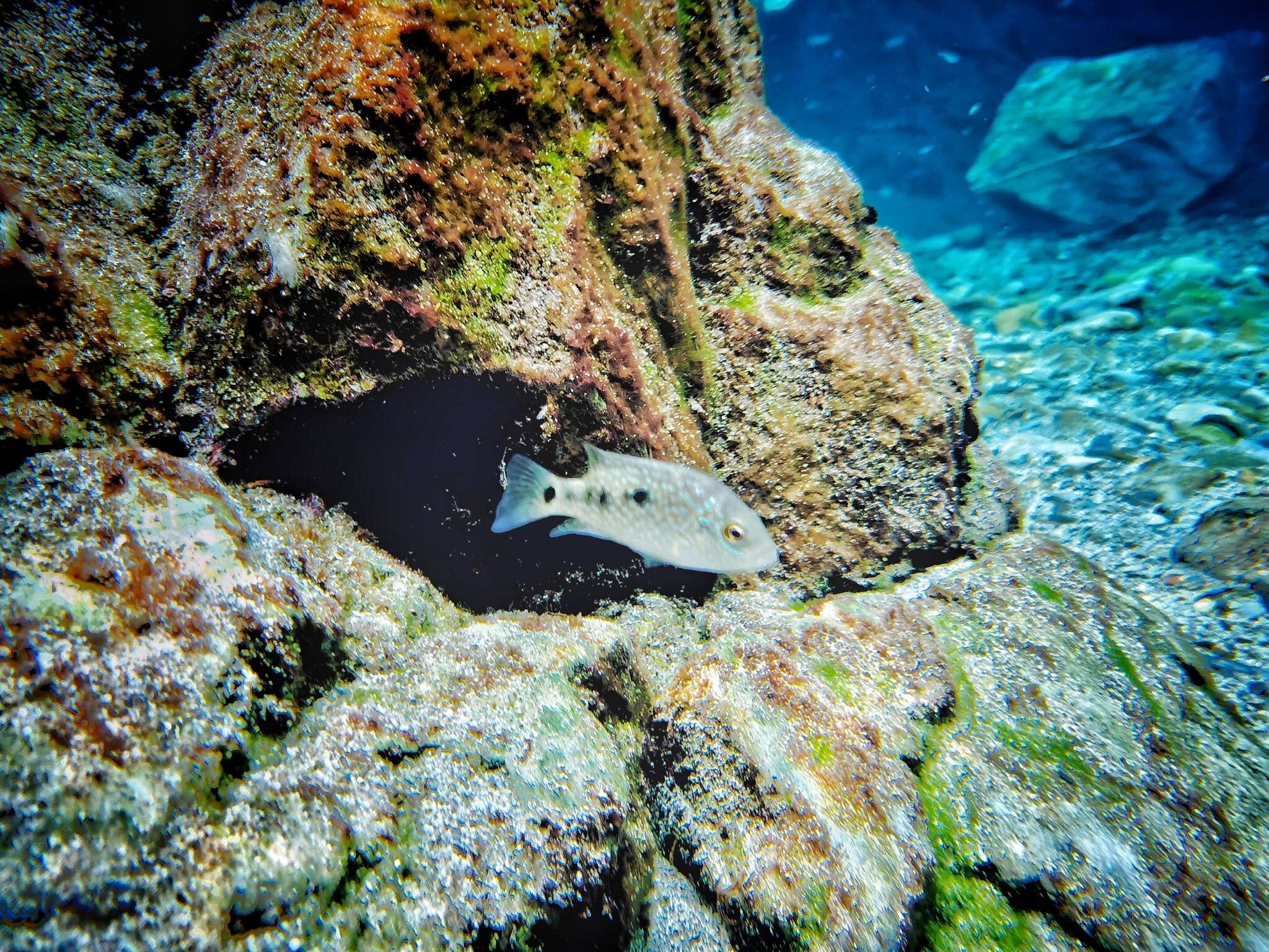 Image of Lowland cichlid