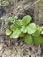 Image of Hulten's licorice-root