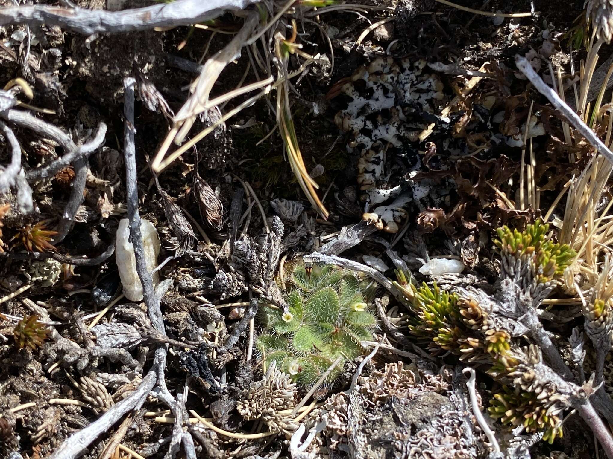 Image de Myosotis brevis de Lange & Barkla