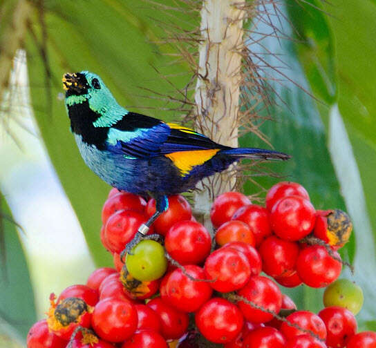 Image of Seven-colored Tanager