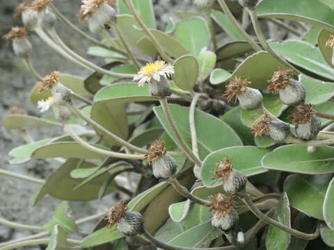 Image of Pachystegia insignis (Hook. fil.) Cheesem.