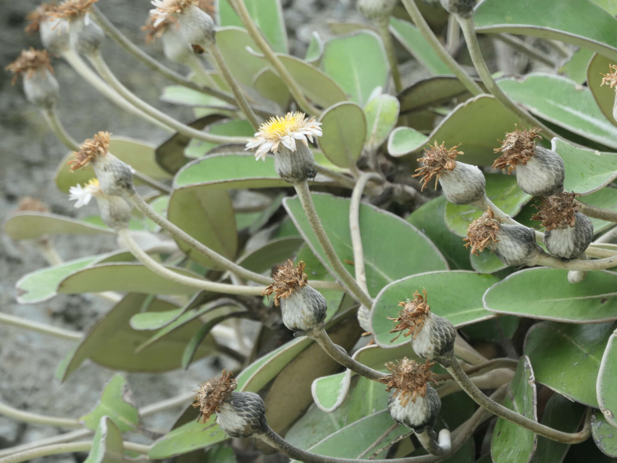 Imagem de Pachystegia insignis (Hook. fil.) Cheesem.