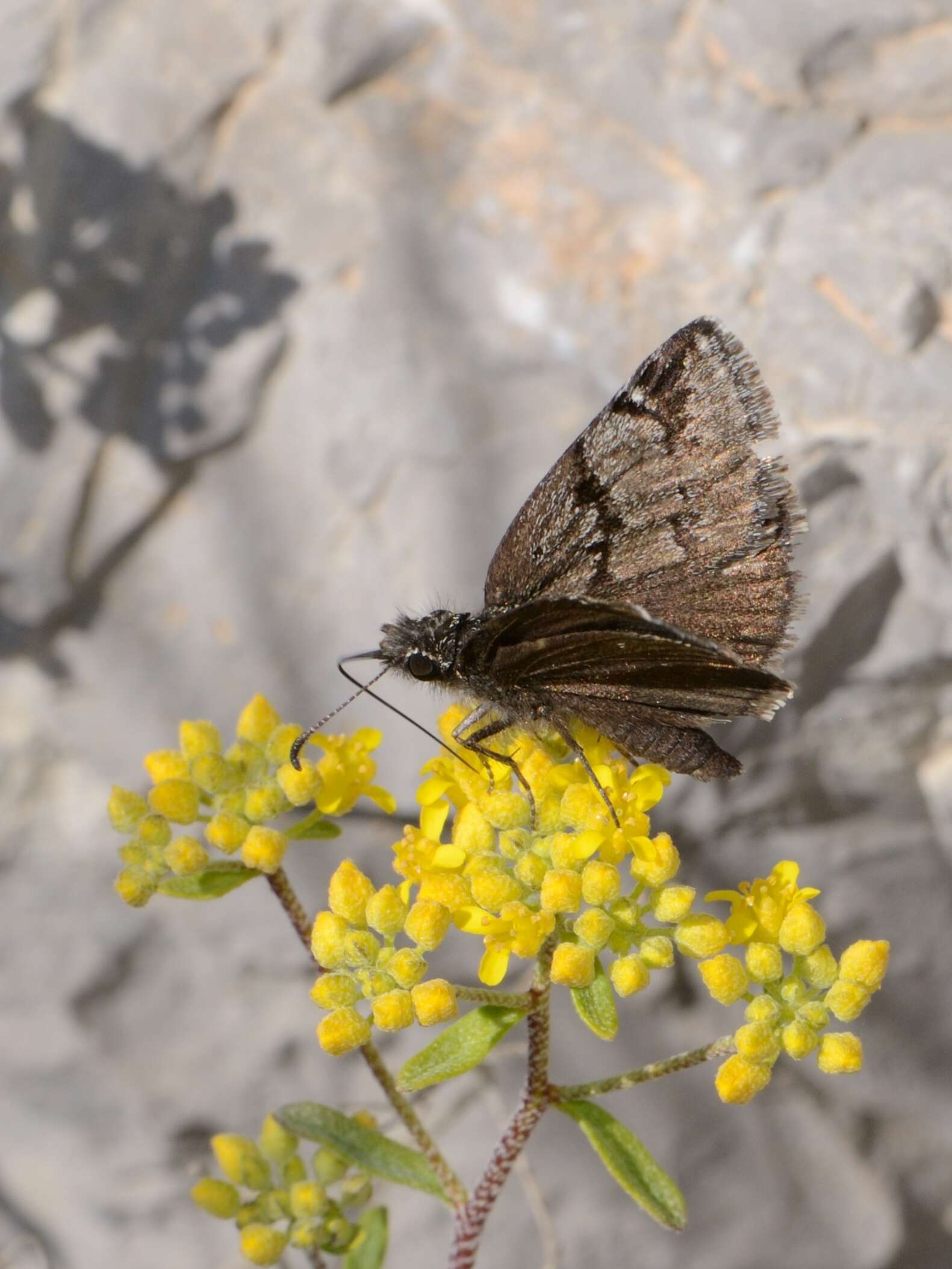 Imagem de Erynnis marloyi Boisduval 1832