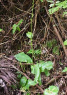 Image of Platanthera florentii Franch. & Sav.