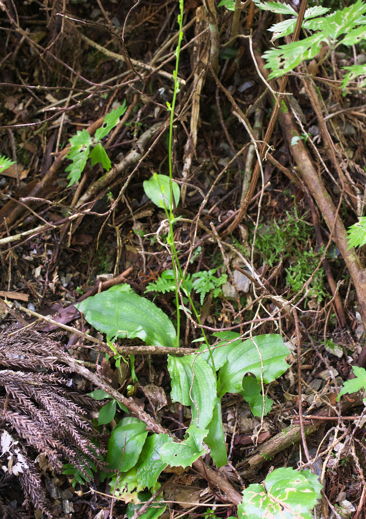 Слика од Platanthera florentii Franch. & Sav.