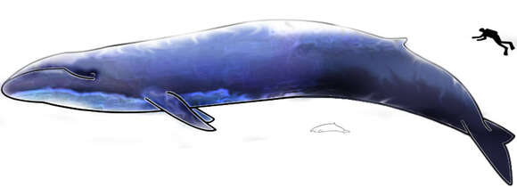 Image of Pygmy Blue Whale