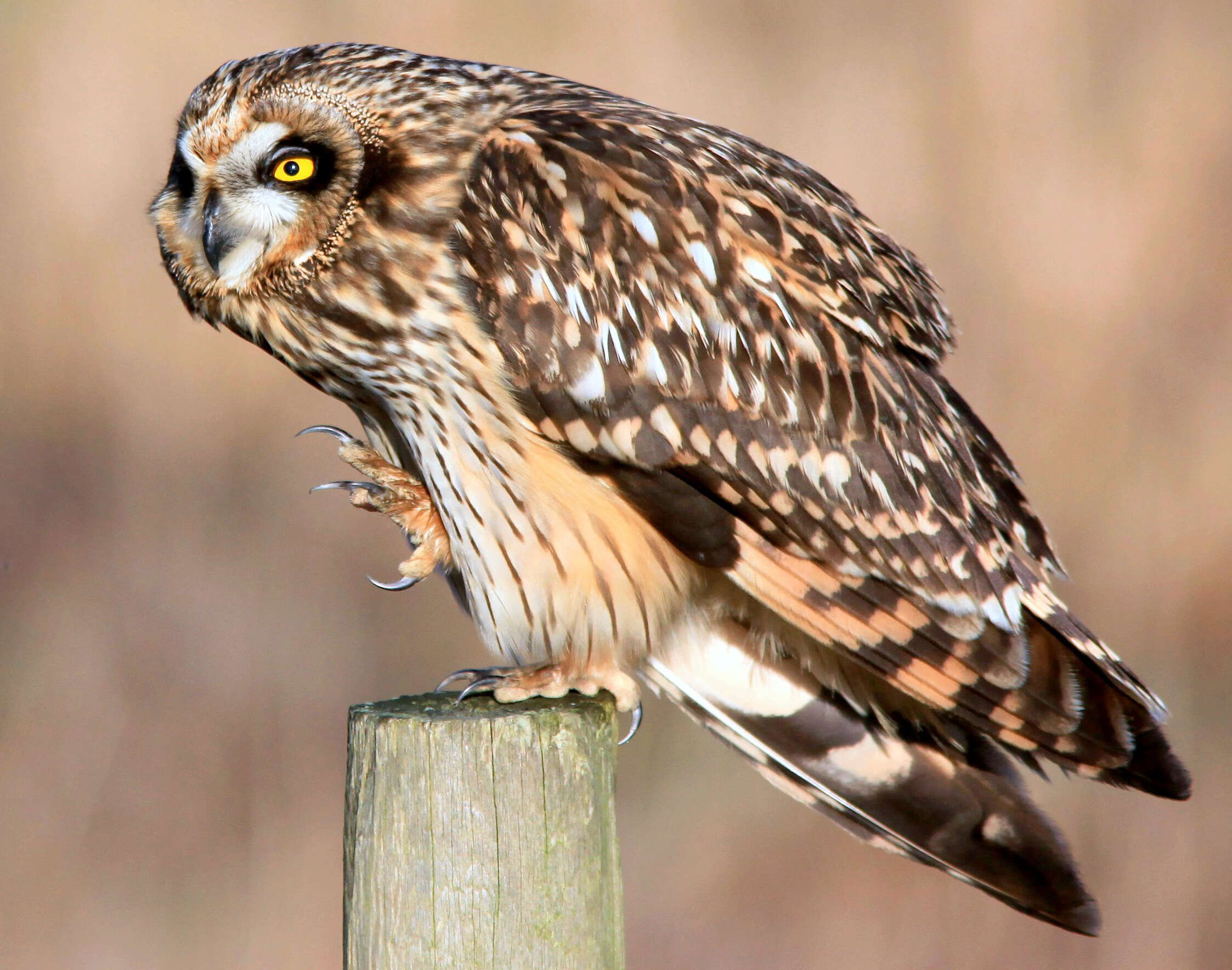 Image of Short-eared Owl