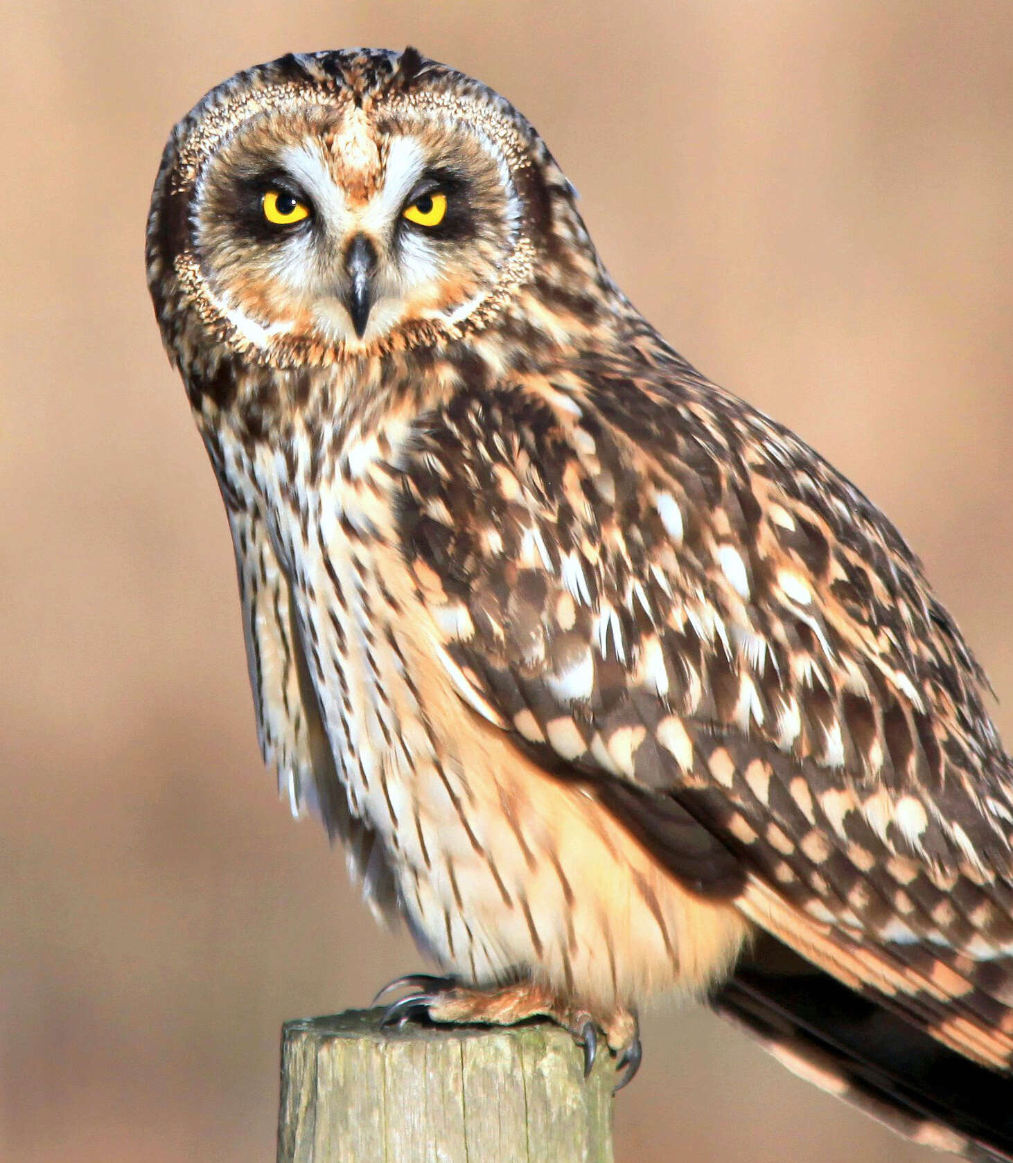 Image of Short-eared Owl