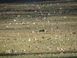 Image of Richardson's ground squirrel