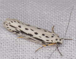 Image of Zeller's Ethmia Moth