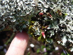 Image of shield lichen