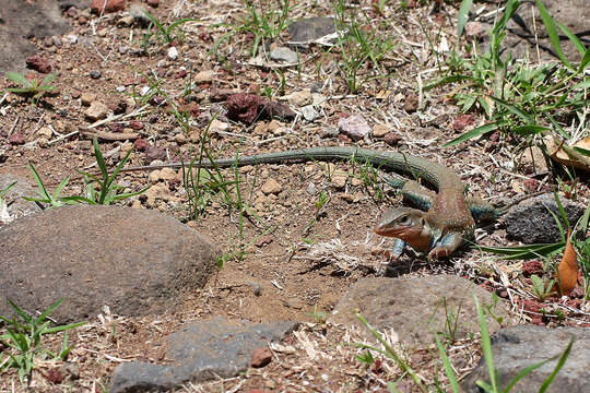 Image of Eastern Spotted Whiptail