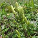 Image of Gentianella caucasea (Loddiges ex Sims) J. Holub