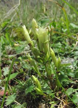 Image of Gentianella caucasea (Loddiges ex Sims) J. Holub