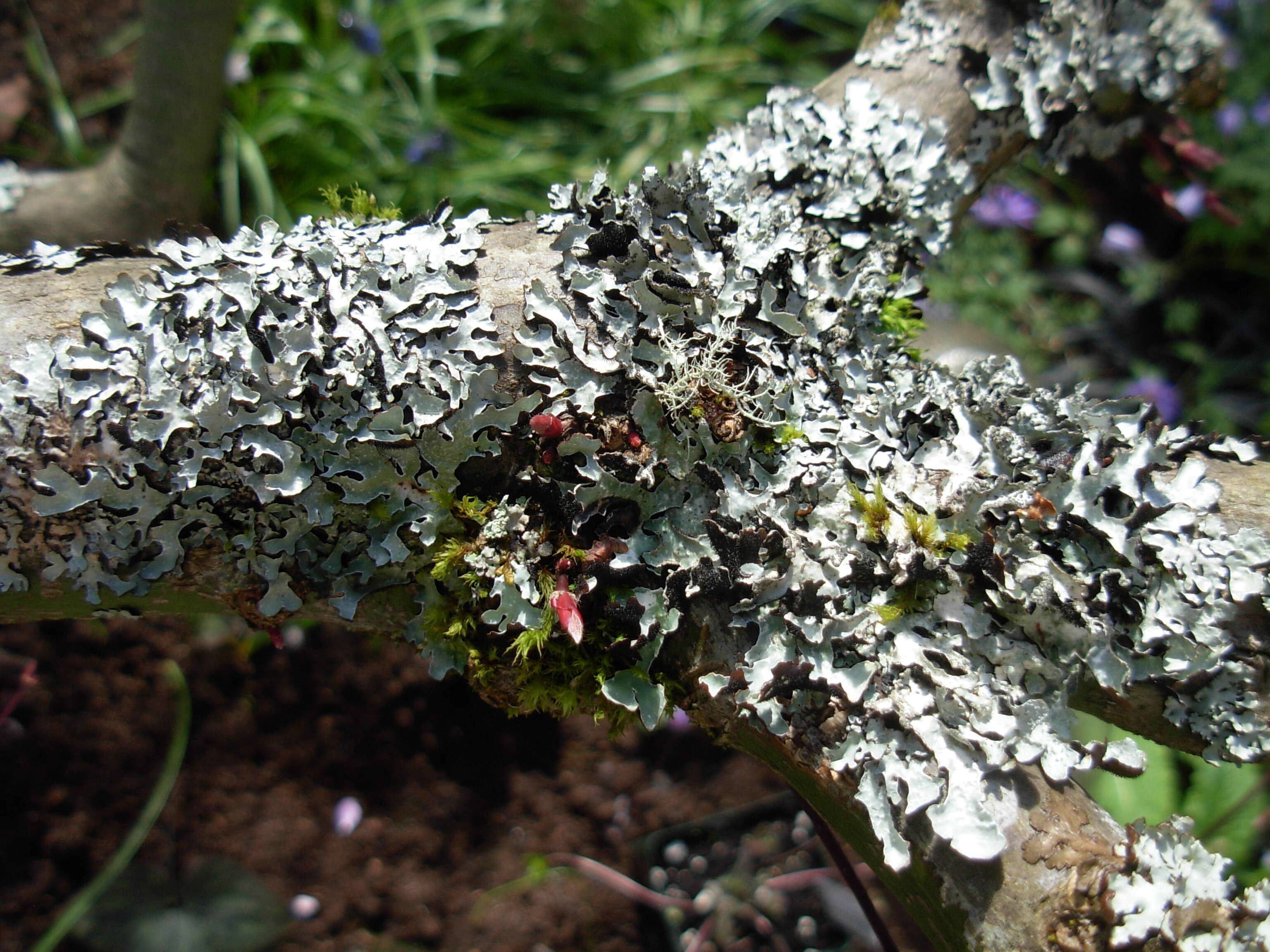 Image of shield lichen