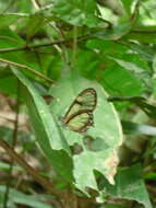 Image of Pteronymia tamina Haensch 1909