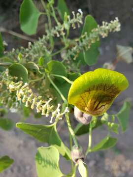 Image de Aristolochia argentina Griseb.