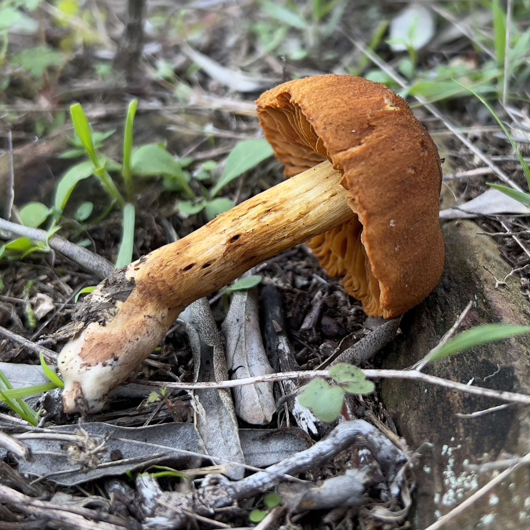 Image of Cortinarius orellanus Fr. 1838