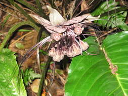 Image of black bat flower