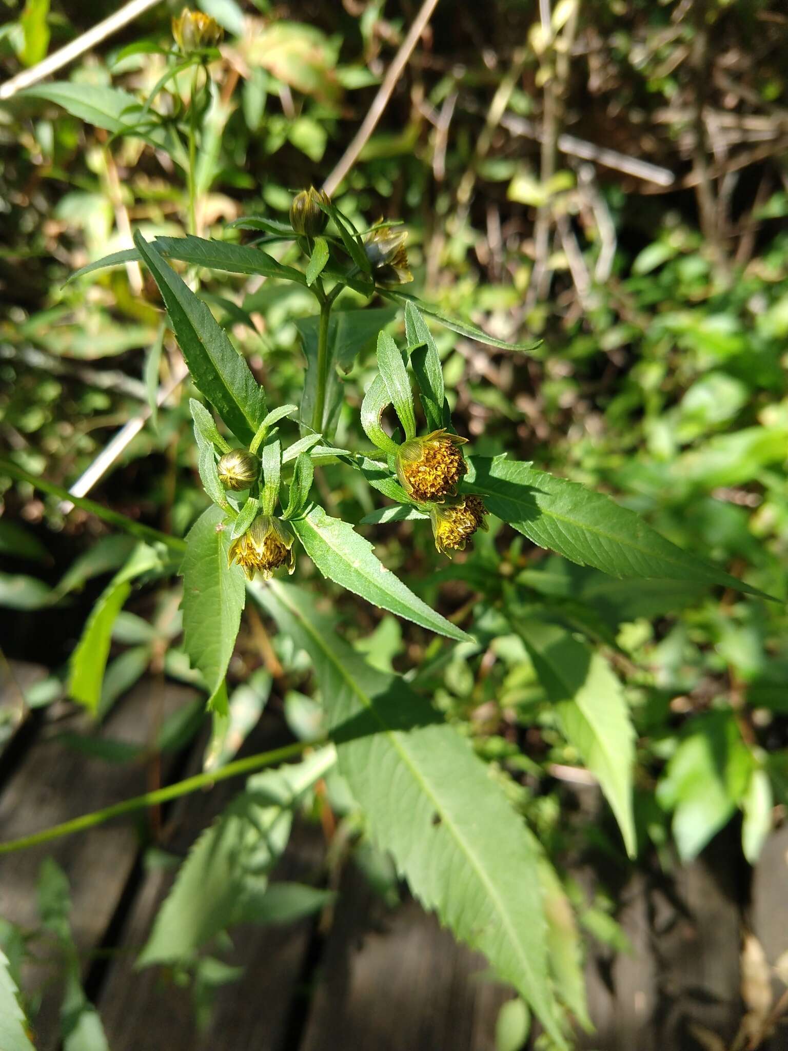 Image of purplestem beggarticks