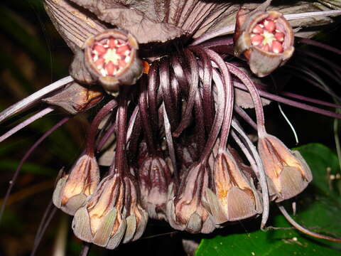 صورة Tacca chantrieri André