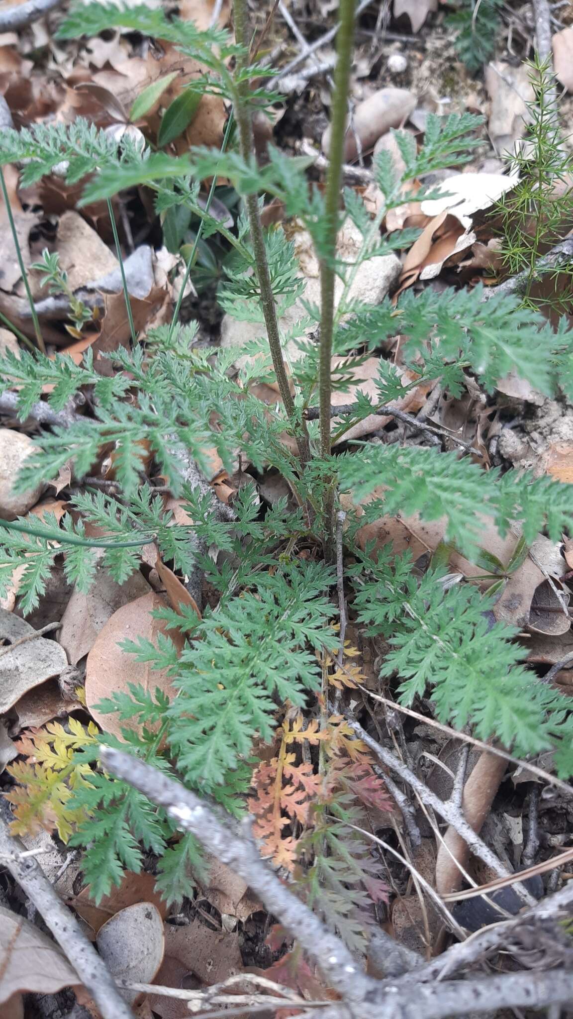 Слика од Tanacetum corymbosum subsp. corymbosum